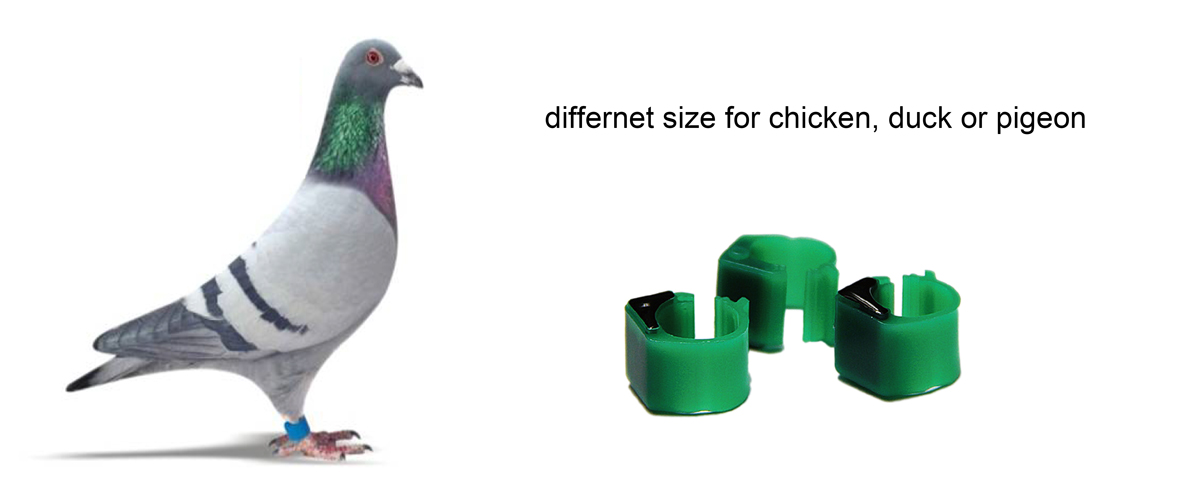 RFID Animal Management