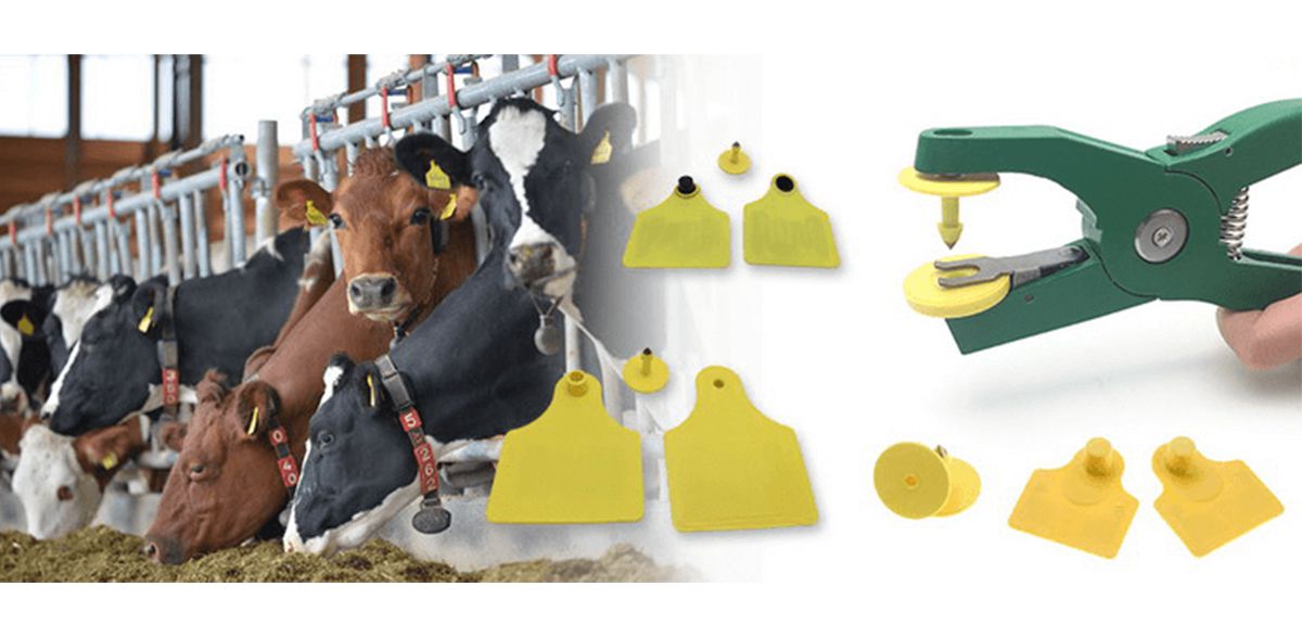 RFID Animal Management