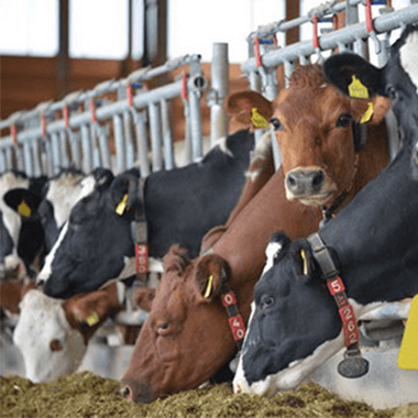 RFID Animal Management